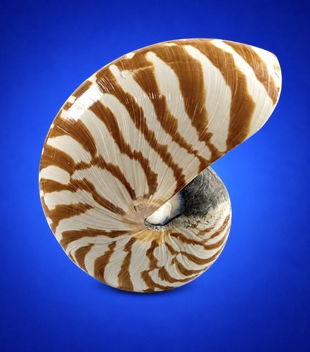 Chambered nautilus shell whole - shell,