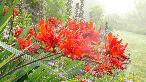 Photo 6x4 crocosmia - crocosmia, 'lucifer'
