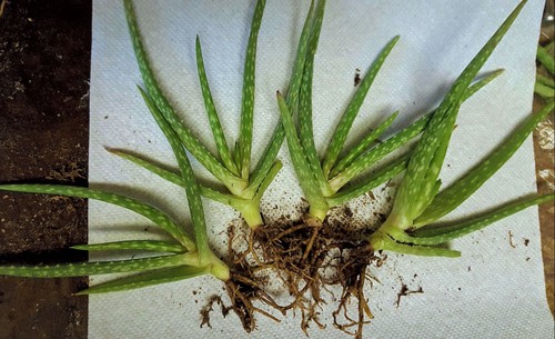 Lot medicinal aloe vera - lot,
