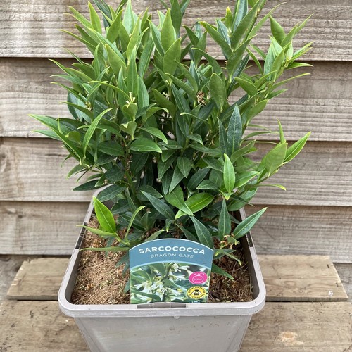 Sarcococca dragon gate 5l - sarcococca, |