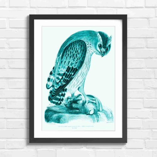 Shielded legged owl - shielded,