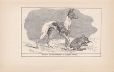 1900 WHIPPET DOG Print - Antique - R. H. Moore - Wall Art - 8.6 x 5.6 Inches