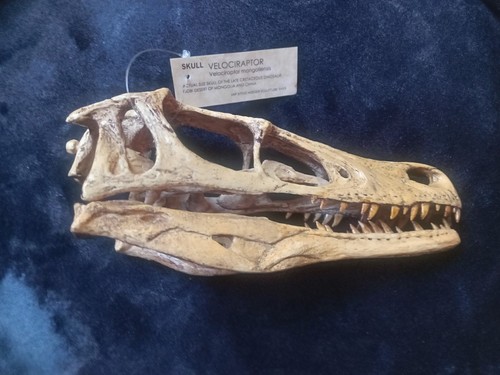 Steve hoeger sh15 velociraptor - steve,