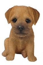 Border Terrier Puppy Dog -