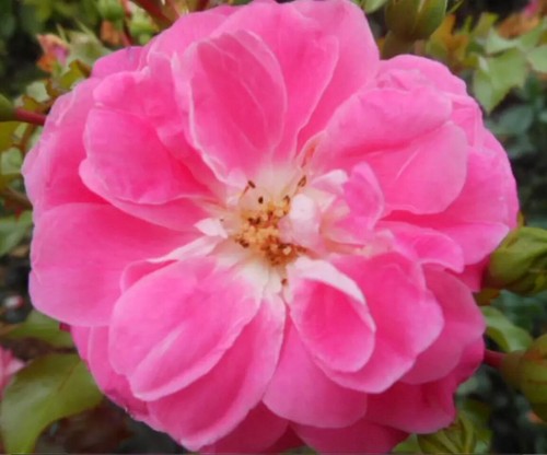 Rosa lovely pink potted - 'lovely, rose
