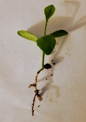 Lemon tree young - , sapling