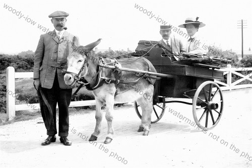 Tf0550 donkey cart carriage - donkey, cart/carriage