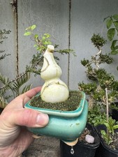 Chinese Elm 