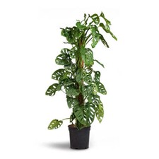Monstera Adansonii Monkey Mask indoor tropical houseplant 5.5cm diameter pot (ap