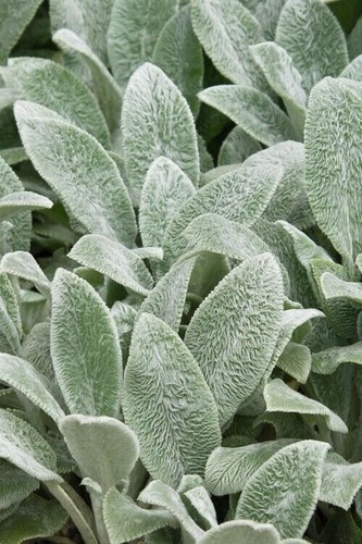 Plug plants stachys - plug,
