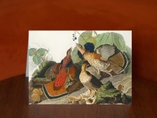 Ruffed Grouse - Art Print