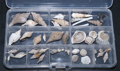 Eocene gastropod bivalve - eocene, /