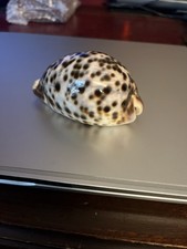 Humpback Cowrie Seashell