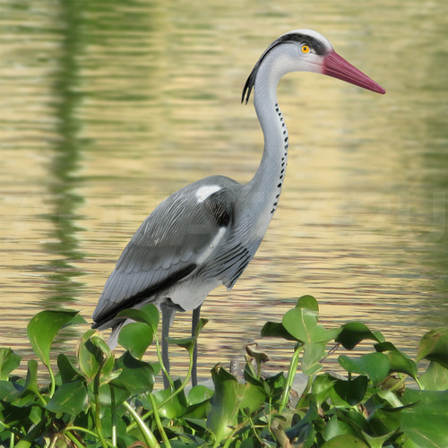Decoy heron deterrent for - deterrent,
