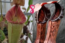 Nepenthes [(Rokko x Bosch) x