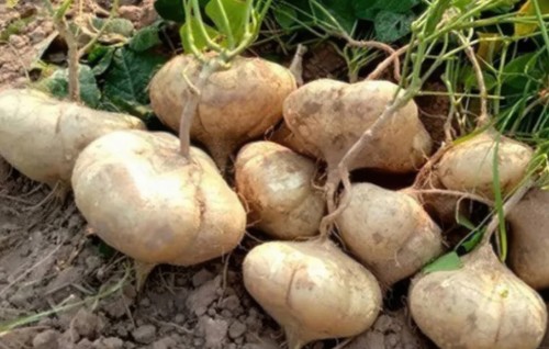 Thai yam bean jicama - thai, /