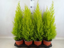 2x Cupressus Wilma Goldcrest