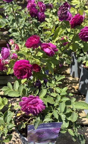 Ebb tide floribunda rose bush - rose,