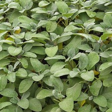 Salvia Officinalis, Common