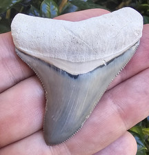 Bone Valley Megalodon Shark