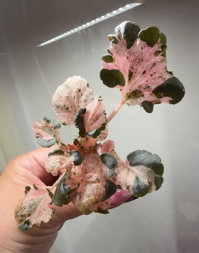 Begonia cucullata pink - begonia,
