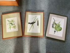 Three Framed James Audubon