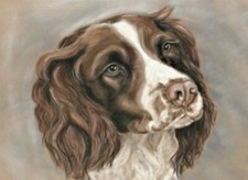 Springer Spaniel original art