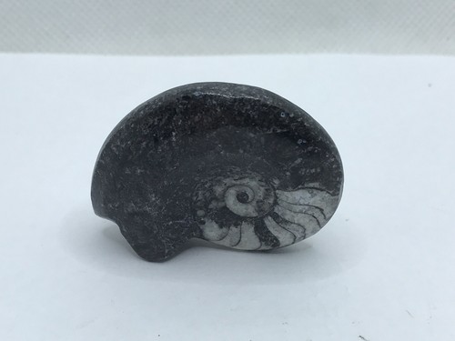 Goniatite fossil ammonite - goniatite,