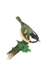 Coal Tit Original Watercolour painting, Limited Edition A5 Bird Wildlife Print