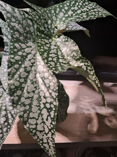 Begonia maculata white ice - , ice'