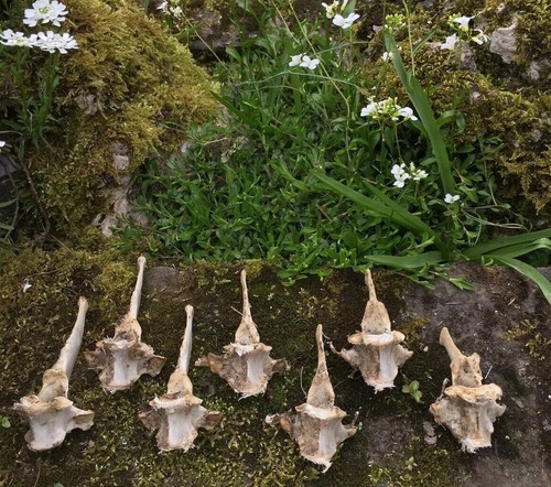 Real animal bones - animal, genuine