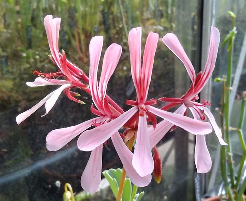 Pelargonium acetosum species - acetosum,,