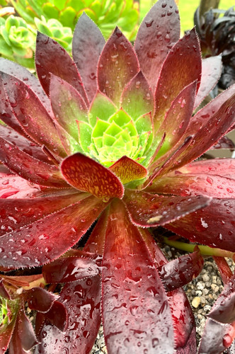 Aeonium black magic - 'black, plant