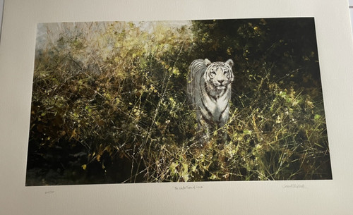 The white tiger - white, of