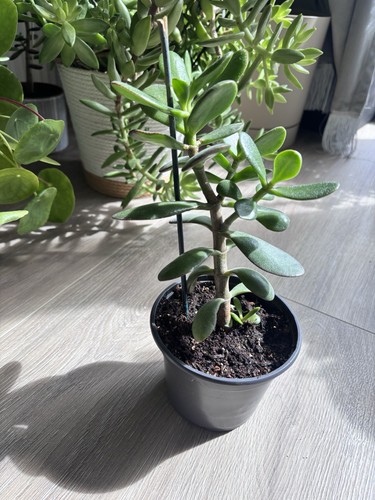 Jade plant crassula ovata - plant,