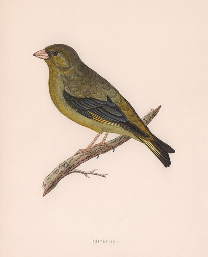 Greenfinch morris british - greenfinch., morris's