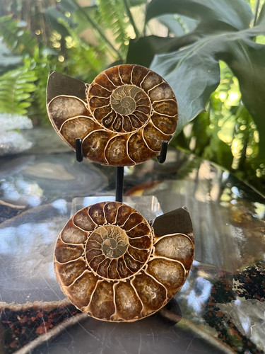 Matched ammonite fossil - pair, |