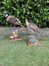 Large Pair of Pheasant’s Male & Female Taxidermy Animal