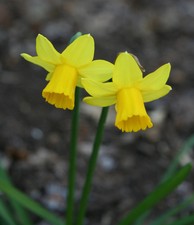 14 PRE-CHILLED Tete-A-Tete