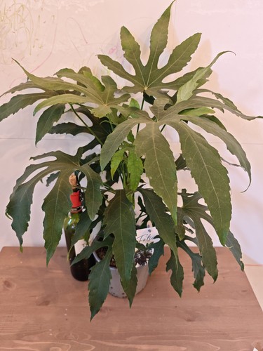 Fatsia polycarpa green - polycarpa, fingers