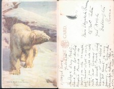 Polar bear in snowy landscape Valentine's Series Animal