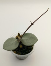 Hoya Mathilde 'Grey Fairy'