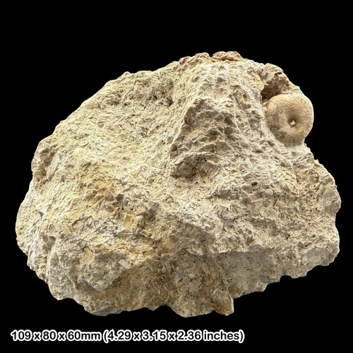 Nucleolites scutatus echinoid - nucleolites,