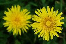Dandelion - Taraxacum officinale - 2000+ seeds - Heirloom and Edible! L 112