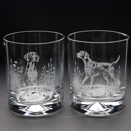 English pointer dog whiskey - english,