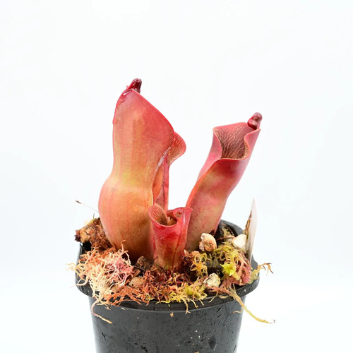 Heliamphora ionasi killer - ionasi, 'killer