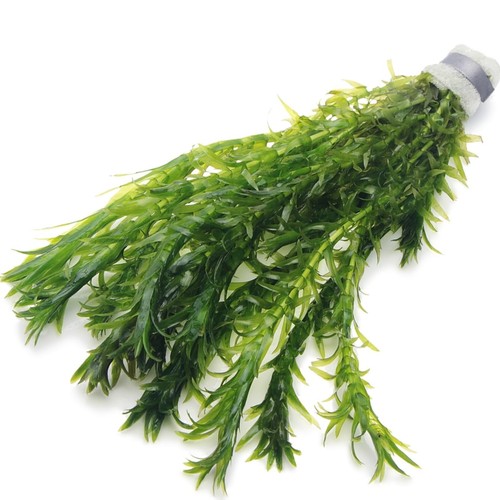 Elodea densa oxygenating - densa,