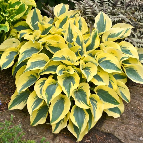 Hosta autumn frost plantain - hosta,