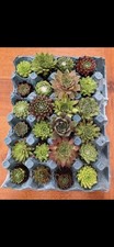 Sempervivum Chicks All With