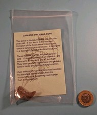 Fossiled Brachiosaurus Like